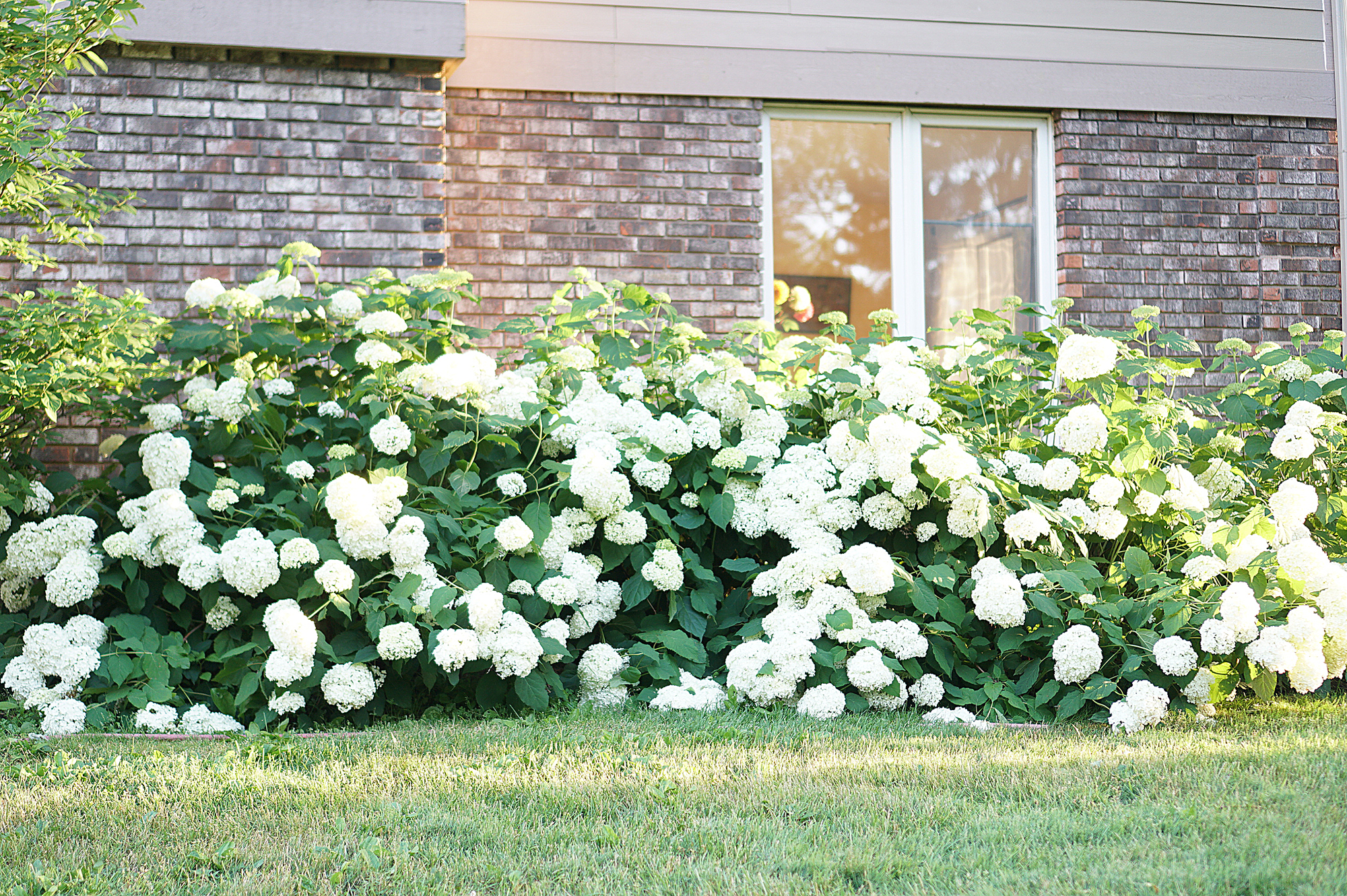 hydrangea side yard